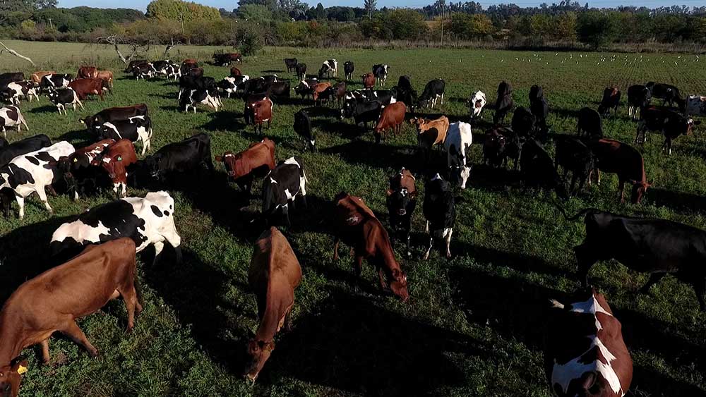 Tambo orgánico: un giro de 180 grados en la producción